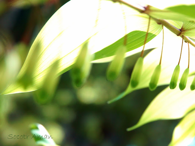 Polygonatum odoratum