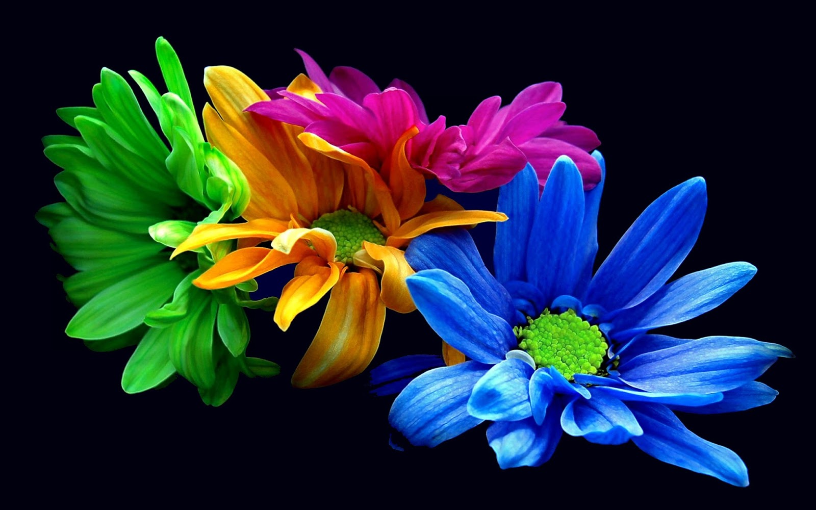 Download Wallpaper Gambar Bunga Cantik HD