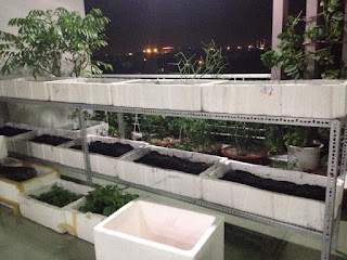 Thiết kế thi công lắp đặt vườn rau sạch tại nhà trên sân thượng ở quận 12 cho anh Điền