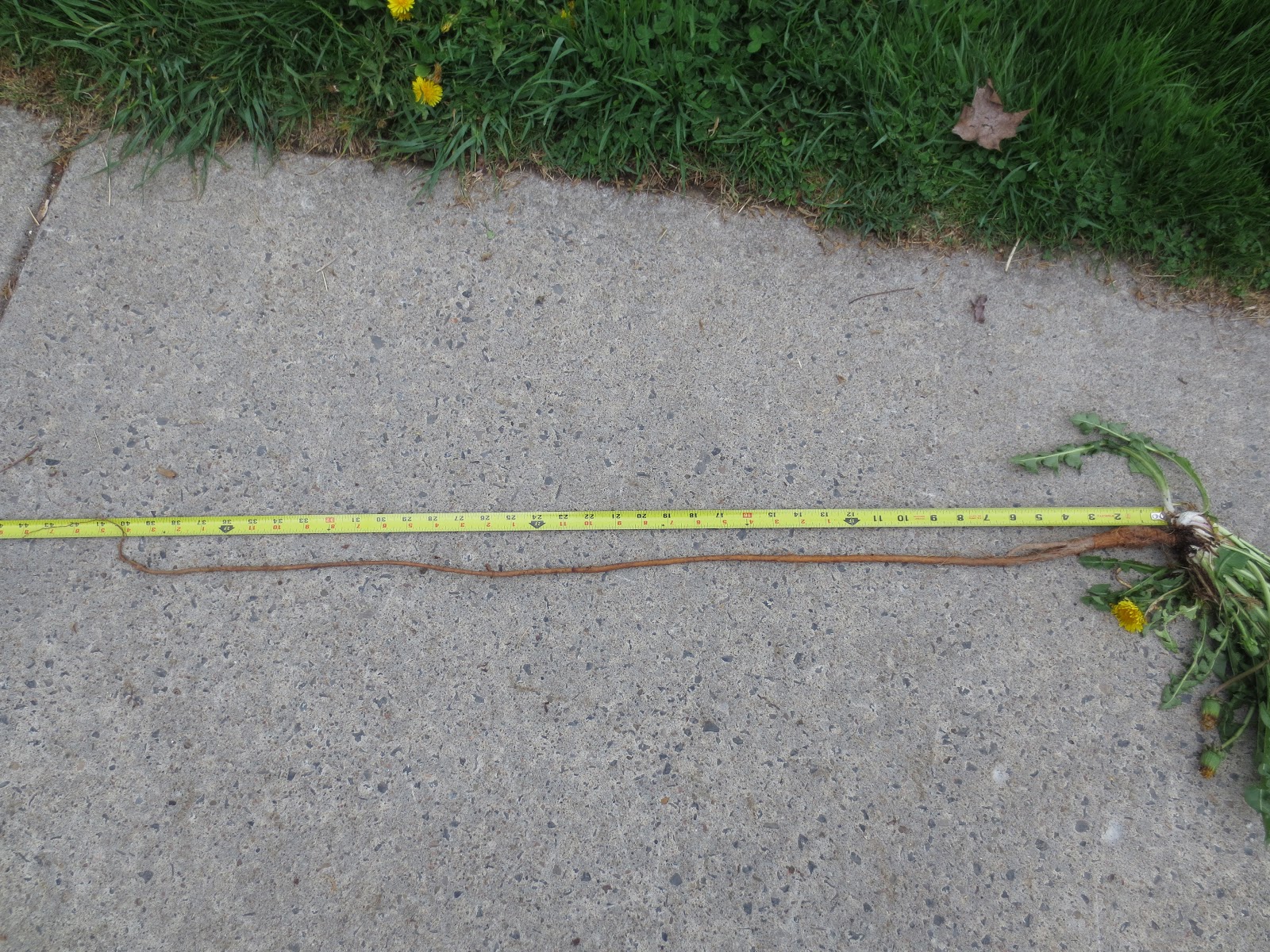Backyard Organic Gardener: Now That's What I Call A Dandelion Root