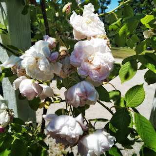 Cluster of pink roses growing on a whitewashed wooden trellis