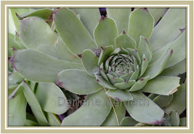 Hens and Chicks