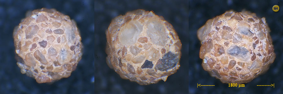 Psammosphaera fusca again from Foraminiferaeu