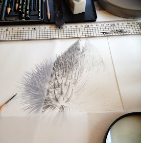 Drawing of Scots thistle
