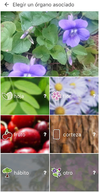 app-plantas