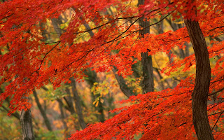 Fall Wallpapers for Desktop