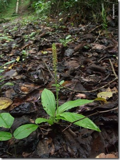 Orchids_Gunung_Kanyi_07