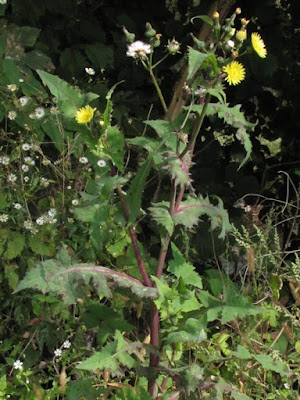 cerraja, cerrajas, cerrajón, Sonchus oleraceus, cerrojas, lechecino