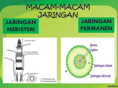  Jaringan yaitu sekumpulan sel yg mempunyai bentuk dan fungsi sama 7 Perbedaan Jaringan Meristem dan Jaringan Dewasa (Permanen) dalam Bentuk Tabel