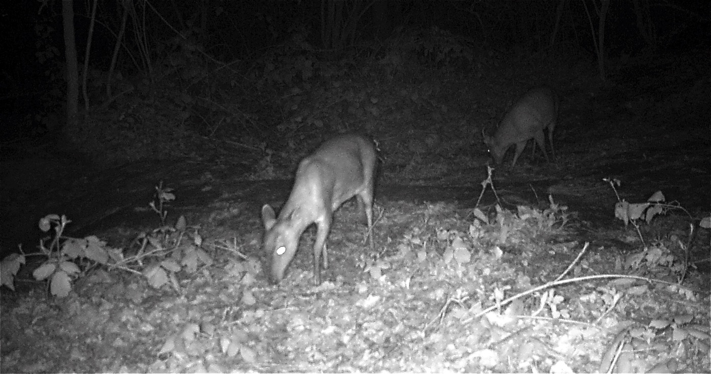 Deer