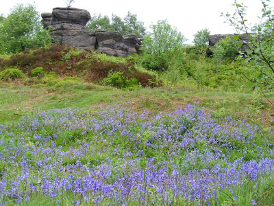 bluebells at Brimham Rocks in the Yorkshire Dales