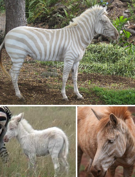 Zebra Albino