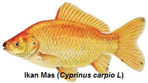 ikan mas