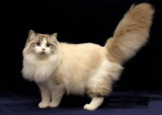 ragamuffin pets cat pussycat kitten breeds picture