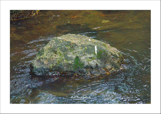 traces indices cincle-plongeur