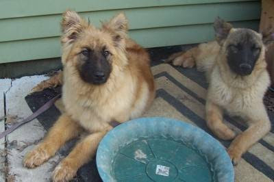 Belgian Tervuren Puppy Picture