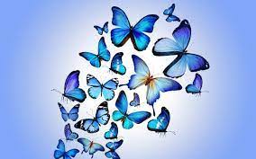 Blue Butterfly Pic Download - Butterfly Pic Download - Butterfly Drawing - Butterfly Wallpaper - projapoti pic - NeotericIT.com
