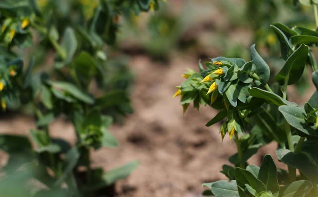 Cerinthe Minor Flowers Pictures