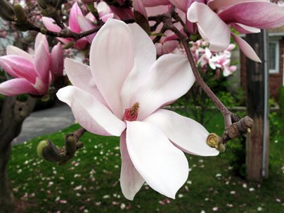 magnolia tree buds. Magnolia Tree Bloom Toronto