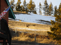 Deer grazing on the hill
