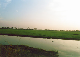 PADDY FIELDS IN KUTTANAD