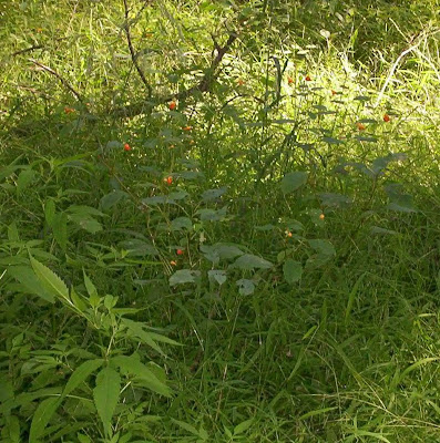 jewel weed identification