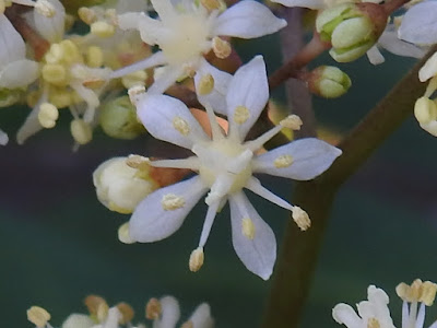 華八仙的可孕花