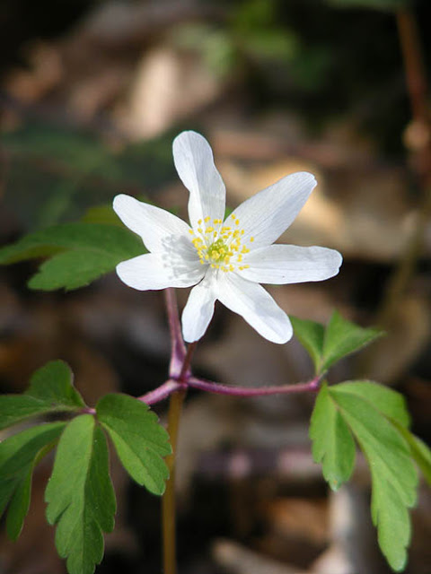 Wood Anemone Anemone nemorosa.  Indre et Loire, France. Photographed by Susan Walter. Tour the Loire Valley with a classic car and a private guide.