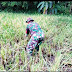 Babinsa Koramil 03 Sipora Utara Sertu Osten Sinaga dan  melaksanakan pemberdayaan prajurit produktif bersama Pok Tani di Dusun Atduru Desa Goisoinan Kec Sipora Utara Kab Kep Mentawai , 