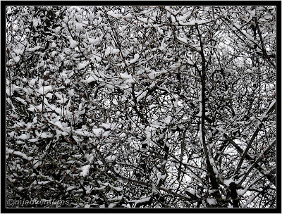 Lilac tree under snow