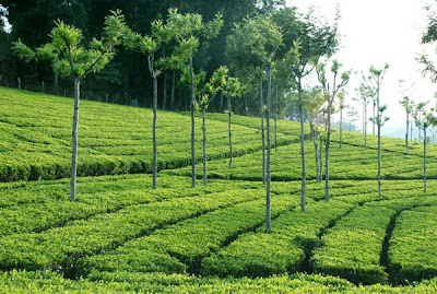 Ooty Tea Garden Photo