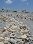 Sanibel och Captiva islands, Florida (florida beach trip may )