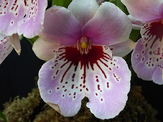 Miltoniopsis Maui Mist 'Golden Gate'