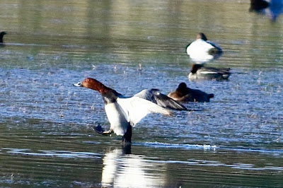 "Common Pochard - Aythya ferina, patiently abiding their time on the placid pond for their long journey back home."
