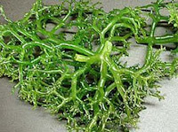 benefits of seaweed, sea grass, seaweed image