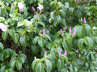 Cryptostège à grandes fleurs - Liane à caoutchouc - Cryptostegia grandiflora