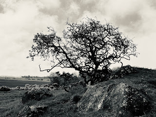A black and white photo of a boulder on the ground with a skeletal looking tree growing behind it.  Photograph by Kevin Nosferatu for the Skulferatu Project.