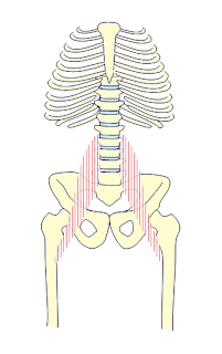 Origen e inserción del músculo psoas.