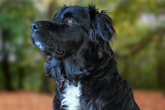 Coltriever Characteristics, Size, Temperament, Lifespan Coltriever Characteristics, Size, Temperament, Lifespan