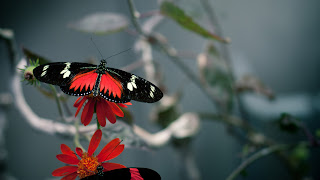 mariposas de color roja con negro