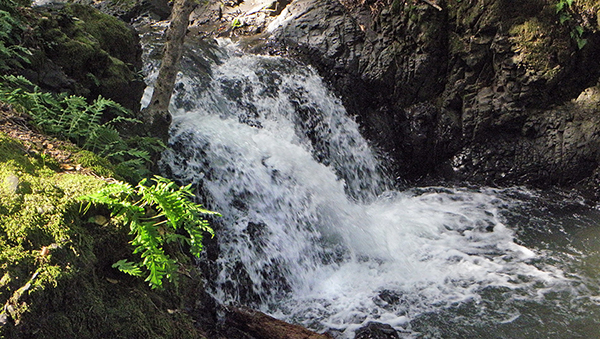 Large waterfall with fern in foreground