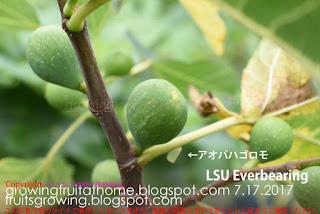 イチジクのLSU Everbearing fig