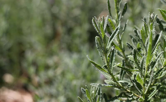 Lavender Flowers