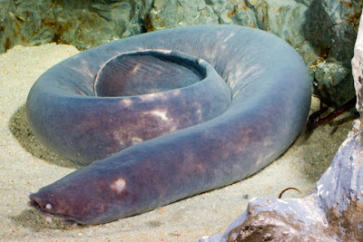 hagfish hagfish