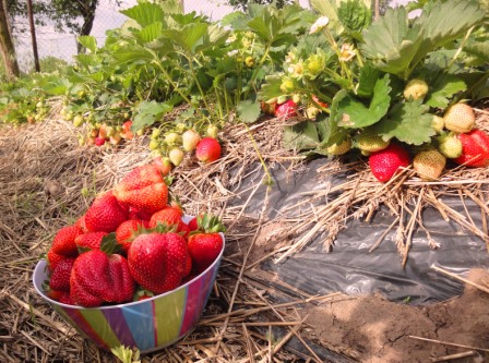 Wonderful Strawberries!