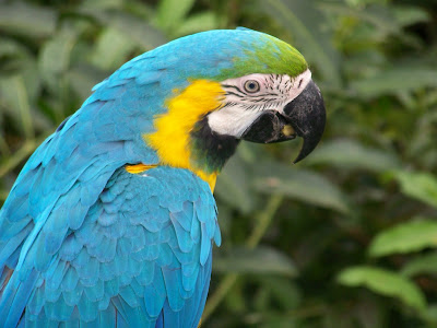 Parrot Image