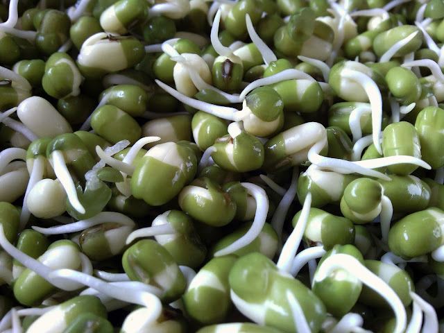 अंकुरित अनाज यानी स्प्राउट्स  के फायदे जाने | Benefits of eating sprouted grains