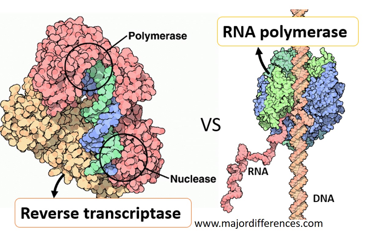 verse transcriptase and RNA polymerase Similarities and Differences