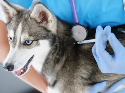 husky dog get injection from veterinary doctor