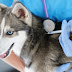 Protecting Your Pup: A Guide to Siberian Husky Vaccinations